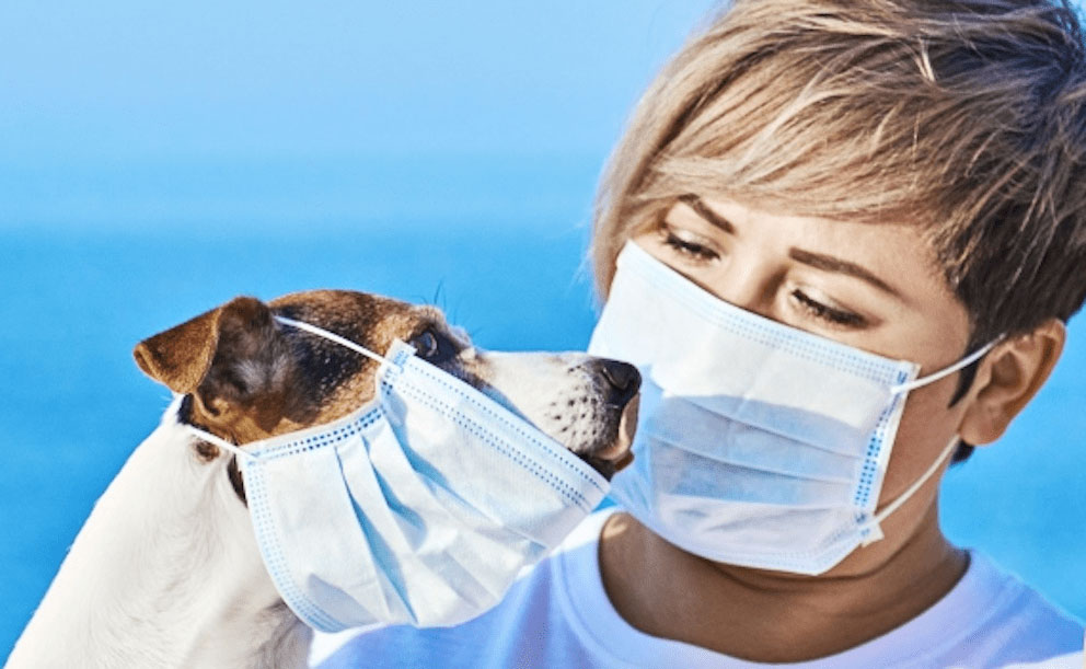 COVID-19: Korona virüs ve Evcil Hayvanlar Hakkında Sıkça Sorulan Sorular
