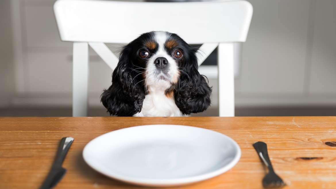 Köpeğiniz İçin Yasaklı Yiyecekler Nelerdir?