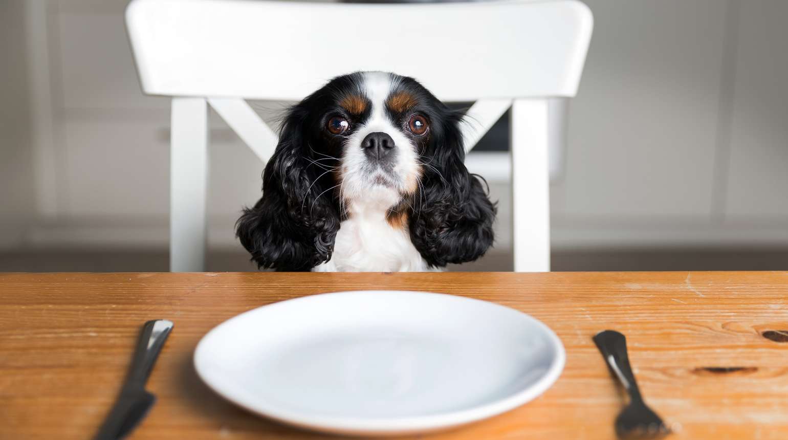 Köpeğiniz İçin Yasaklı Yiyecekler Nelerdir?