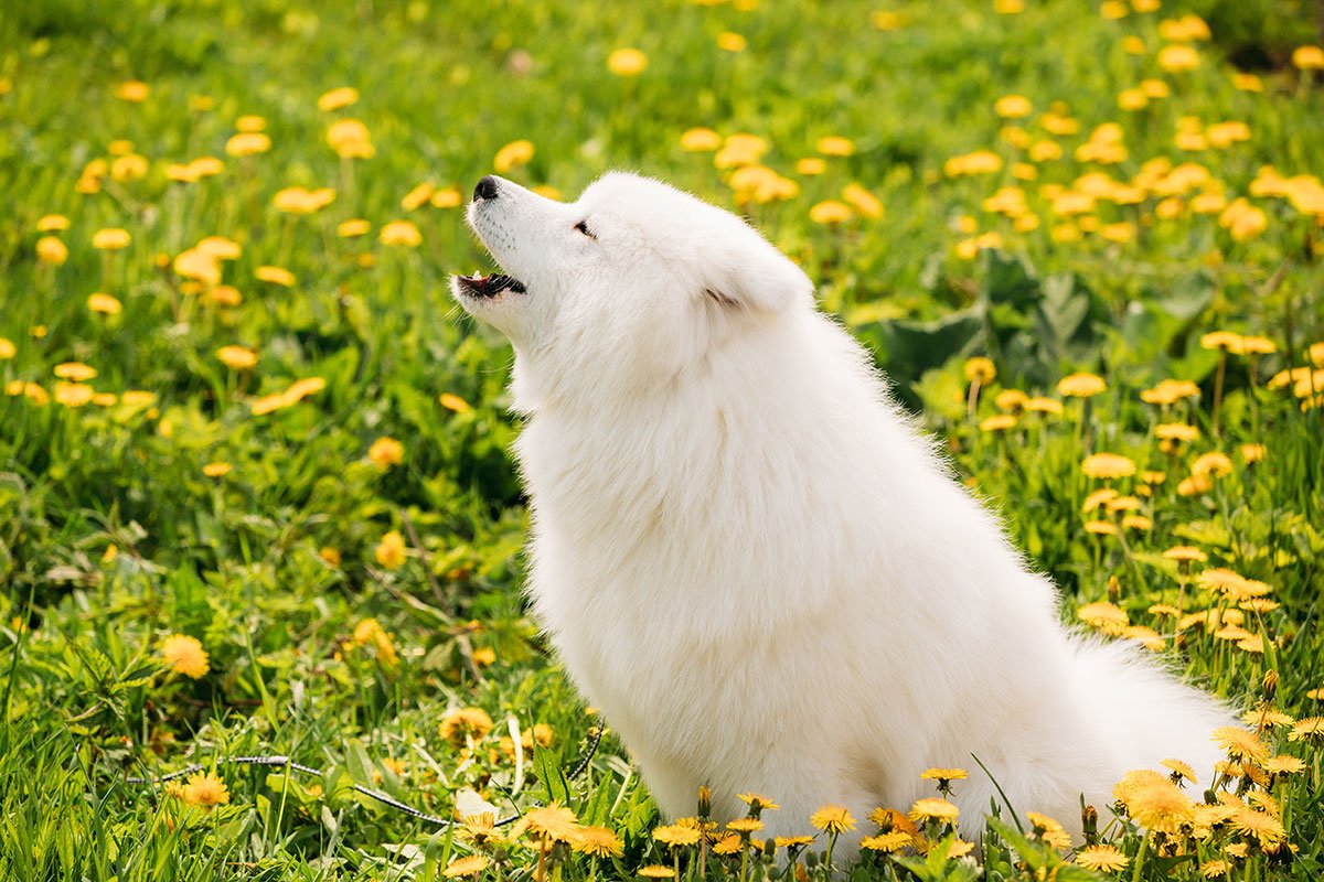 Köpeğimin Havlamasını Nasıl Kontrol Edebilirim?