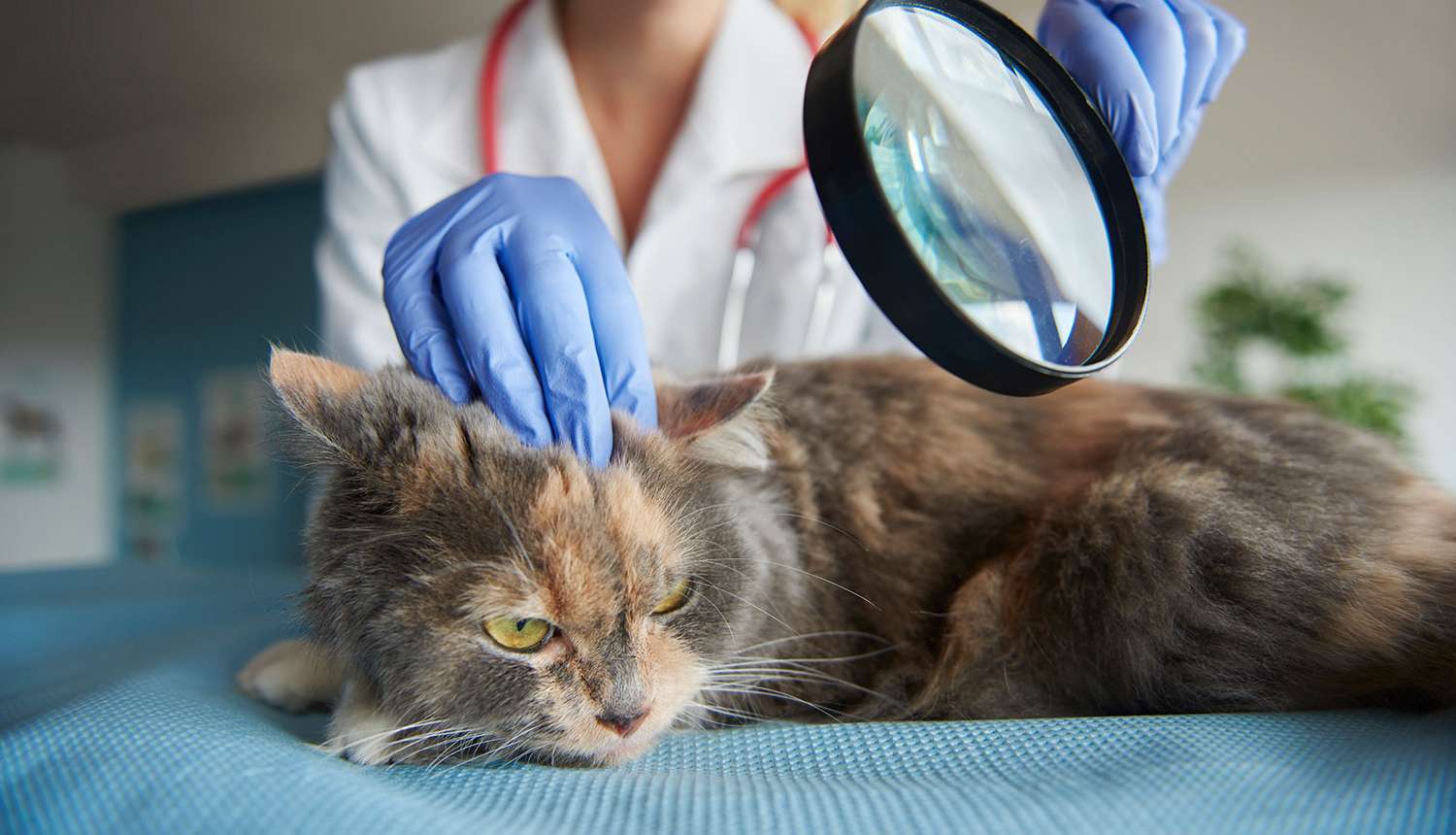 Kedi ve Köpeklerde Viral Hastalıklar