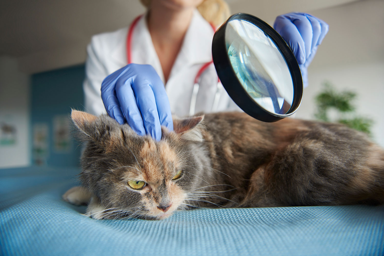 Kedi ve Köpeklerde Viral Hastalıklar Akdeniz Veteriner Hekimliği