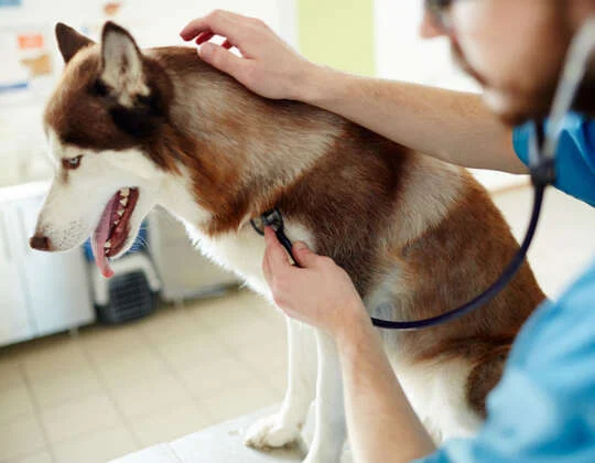Evcil Dostlarımız İçin Düzenli Check-up Yaptırmanın Önemi